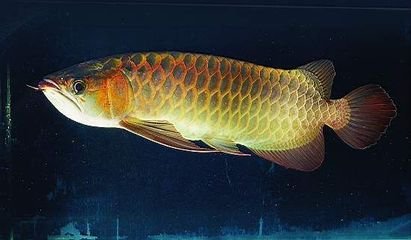 深海鱼油治疗牛皮癣有用吗